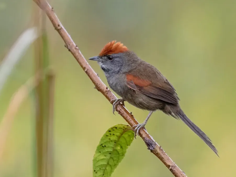 File:Synallaxis spixi - Chicli Spinetail; Bertioga, São Paulo, Brazil.jpg