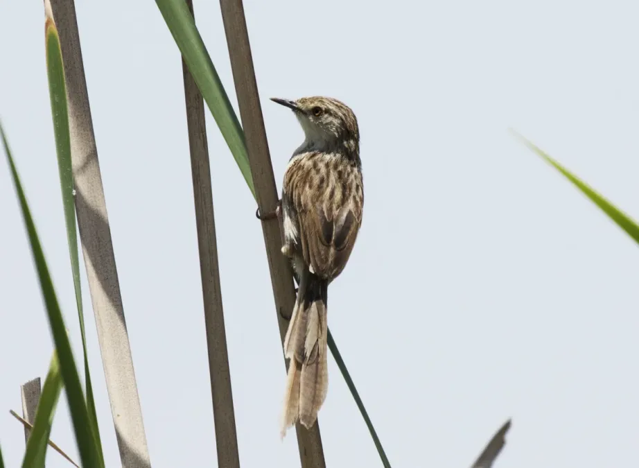 File:Prinia gracilis - Graceful prinia 01.jpg