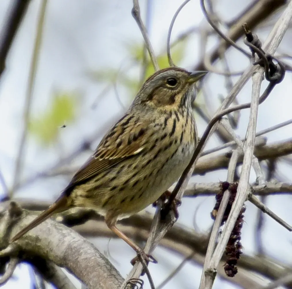 File:Melospiza lincolnii Tommy Thompson Park Toronto.jpg