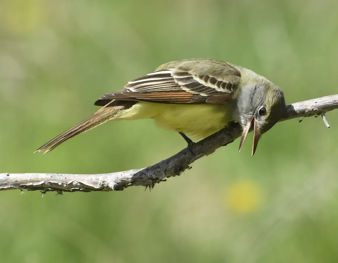 File:Myiarchus crinitus Sam Smith Park Toronto2.jpg