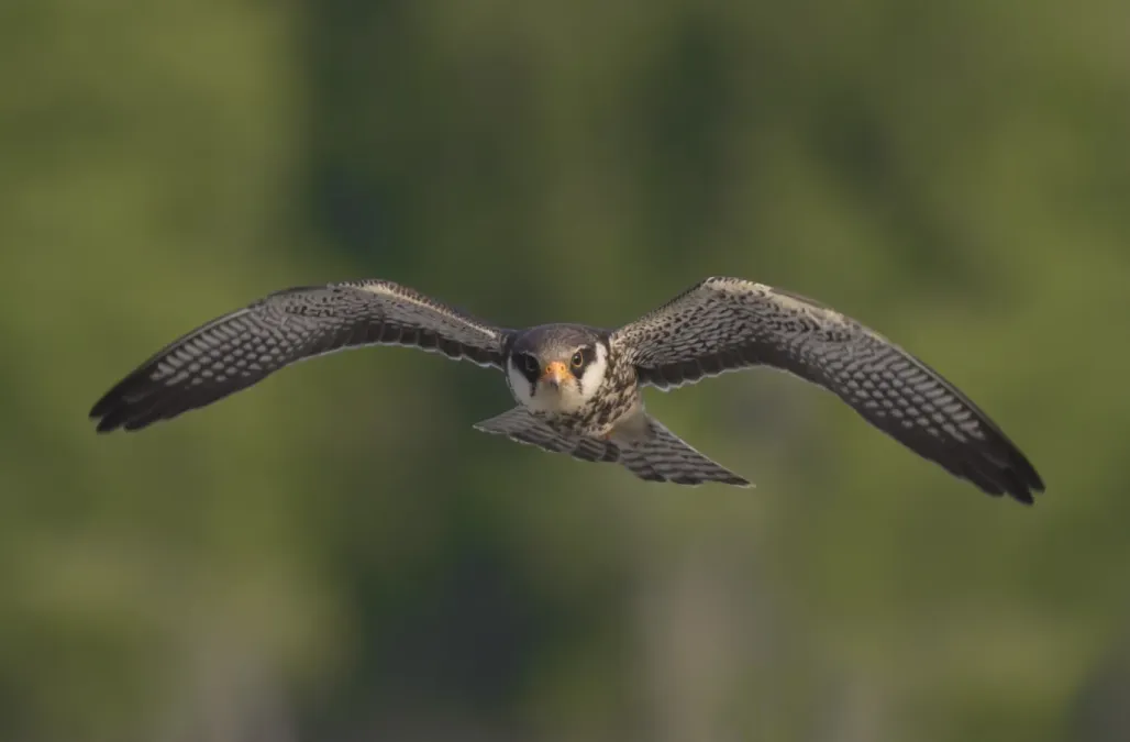 File:Falco amurensis in flight.jpg