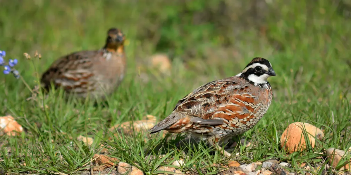 File:Northern Bobwhite (Colinus virginianus), male right, female left, Colorado County, Texas, USA (17 March 2017).jpg