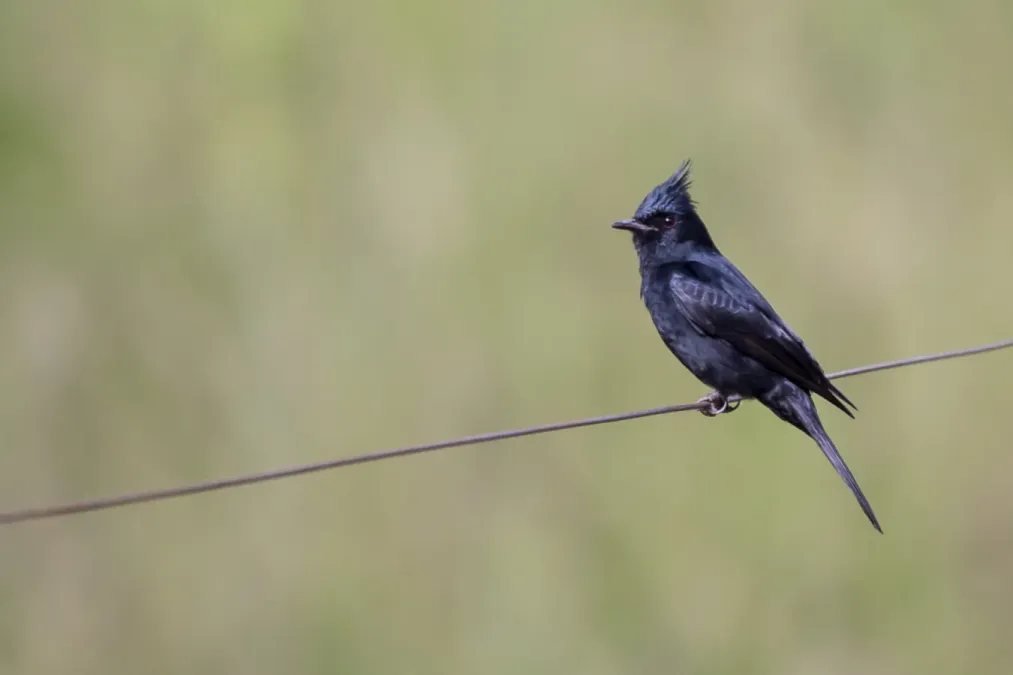 File:Knipolegus lophotes 53775170.jpg