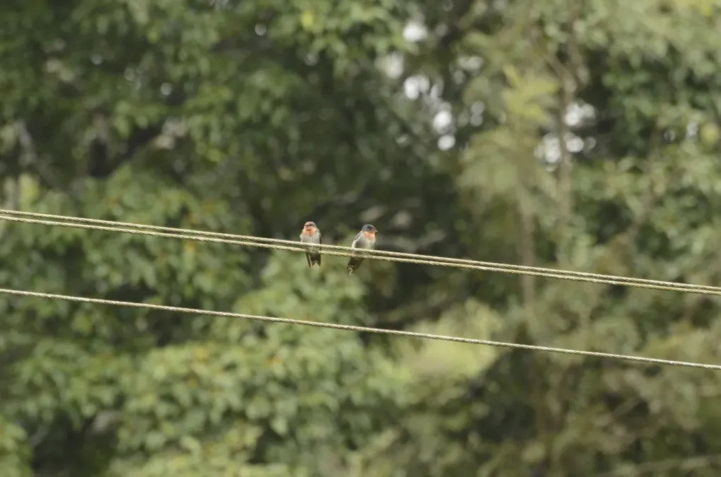 File:Hill swallow (Hirundo domicola) from Anaimalai hills DSC8012.JPG