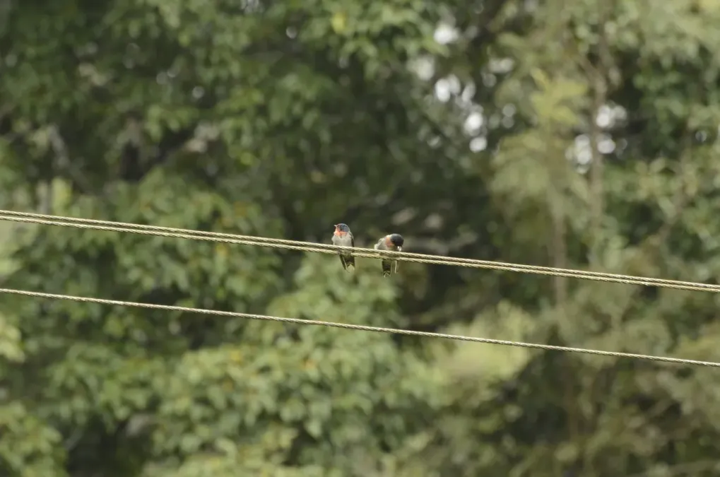 File:Hill swallow (Hirundo domicola) from Anaimalai hills DSC8015.JPG