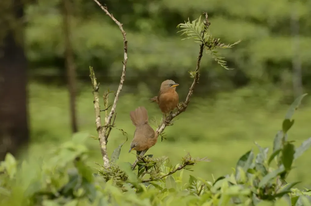 File:Rufous babbler (Argya subrufa)from Anaimalai hills DSC7993.JPG
