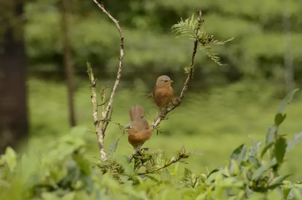 File:Rufous babbler (Argya subrufa)from Anaimalai hills DSC7994.JPG