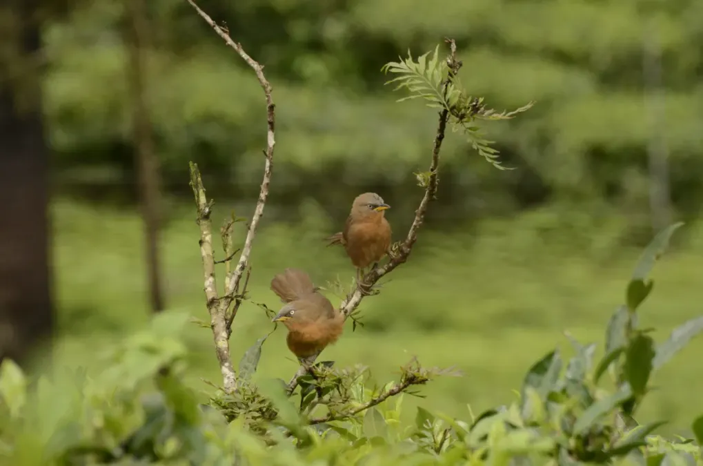 File:Rufous babbler (Argya subrufa)from Anaimalai hills DSC7995.JPG