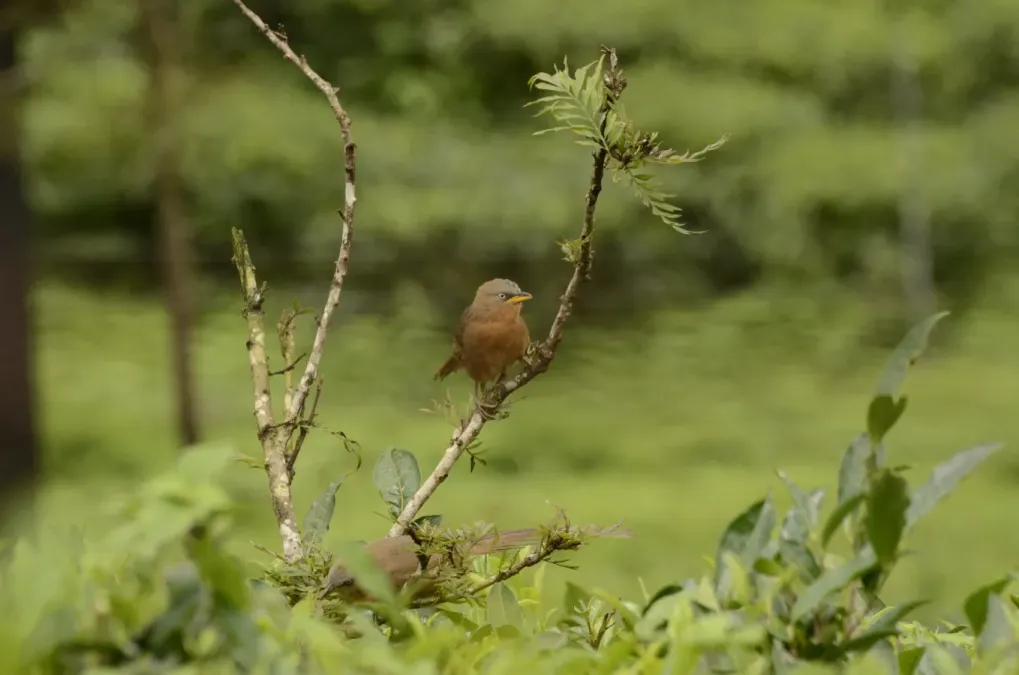 File:Rufous babbler (Argya subrufa)from Anaimalai hills DSC7998.JPG