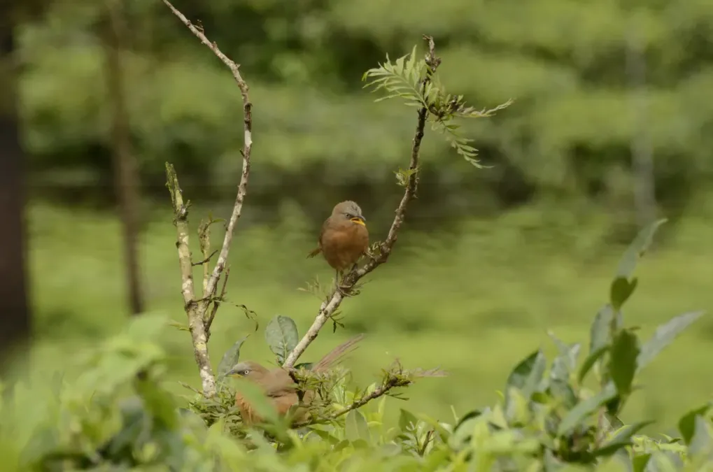 File:Rufous babbler (Argya subrufa)from Anaimalai hills DSC8000.JPG