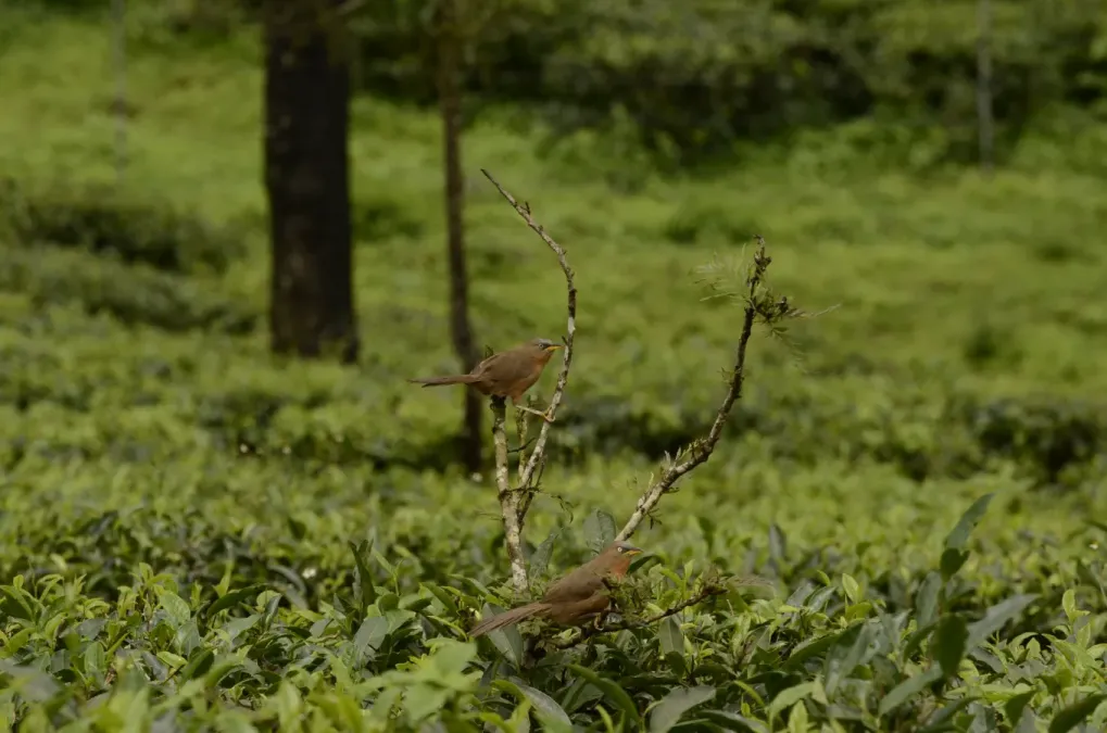 File:Rufous babbler (Argya subrufa)from Anaimalai hills DSC8002.JPG
