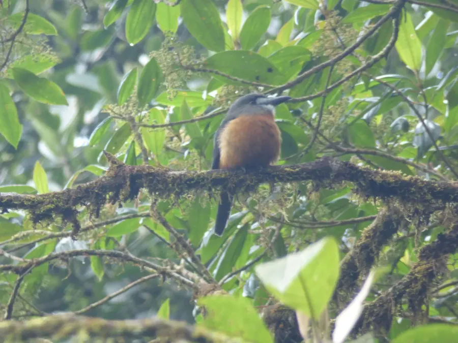 File:Hapaloptila castanea imported from iNaturalist photo 15050877 on 20 June 2020.jpg