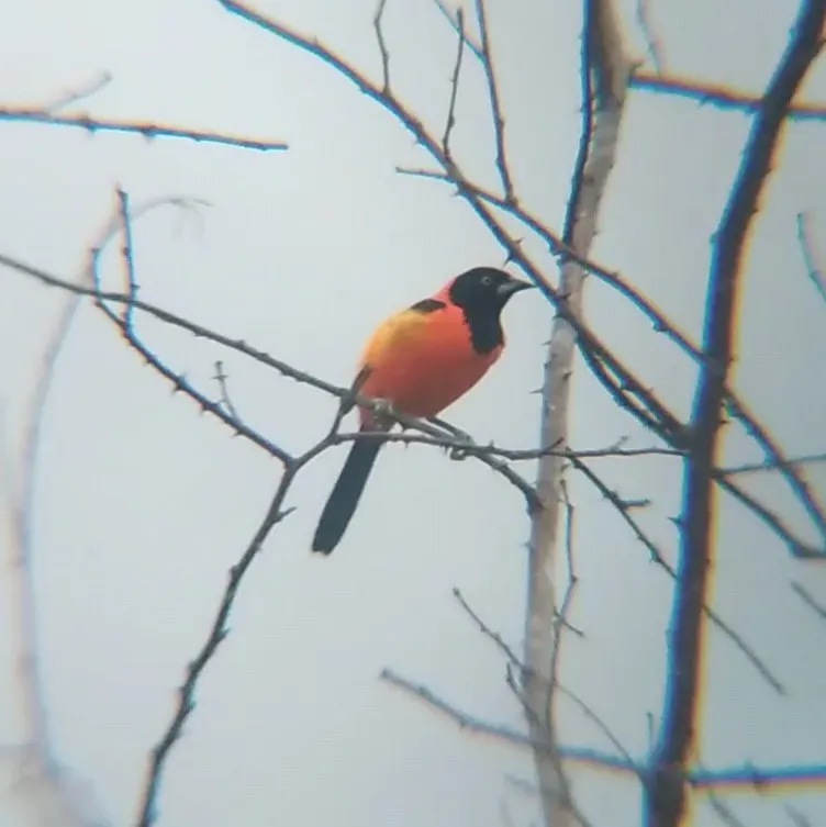 File:Icterus jamacaii 58954537.jpg
