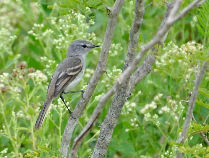 File:Serpophaga griseicapilla) (cropped).jpg