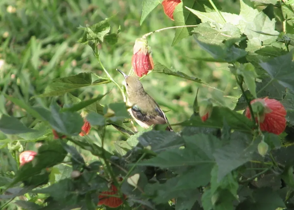 File:Variable Sunbird (Cinnyris venustus) with Abutilon striatum.jpg