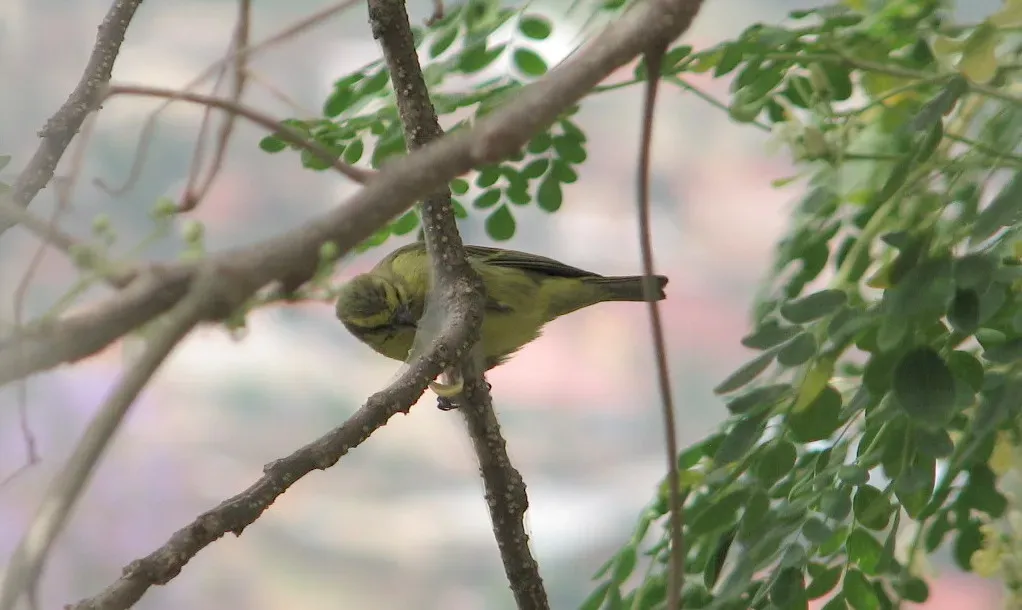 File:Yellow-fronted Canary (Crithagra mozambica) Kigali, Rwanda.jpg