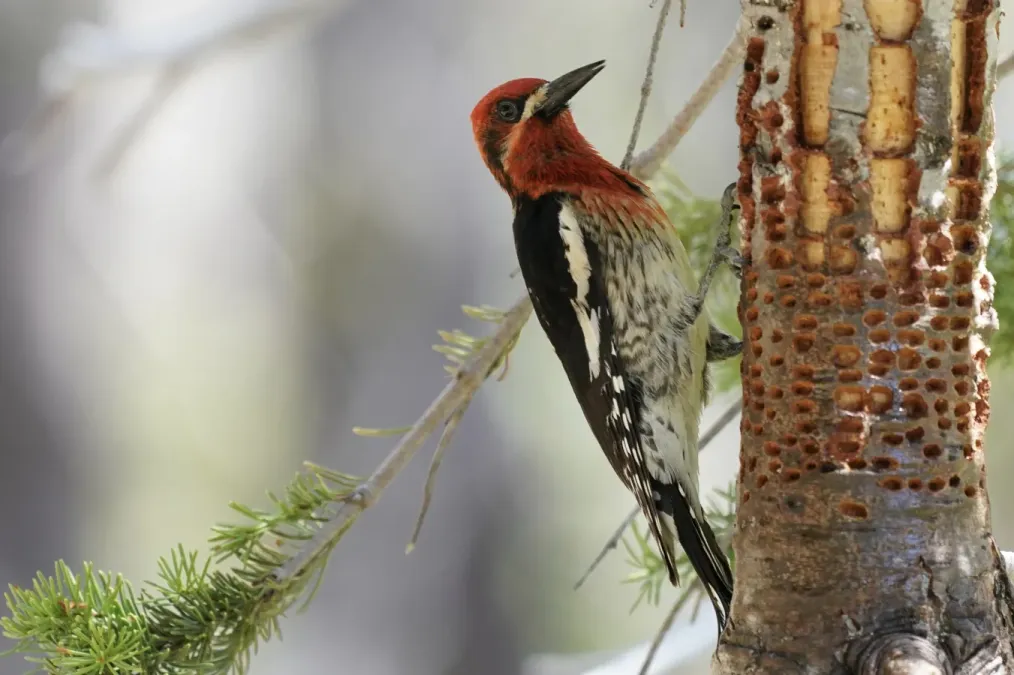 File:Sphyrapicus ruber 80410617.jpg