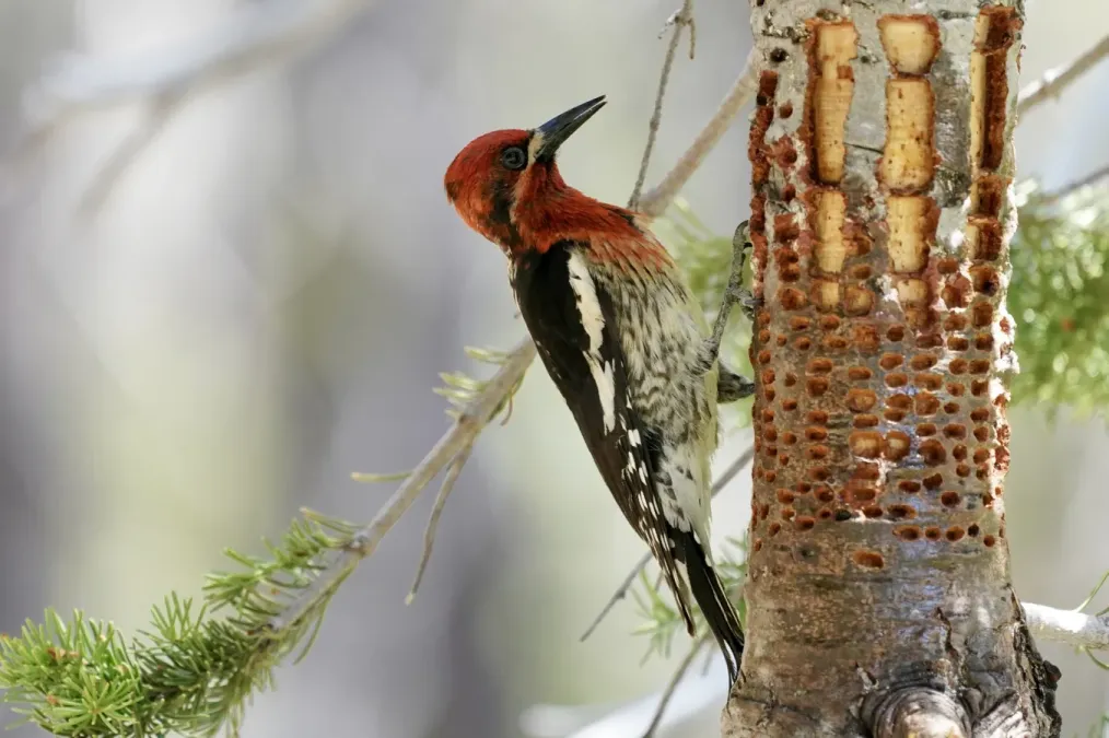 File:Sphyrapicus ruber 80410605.jpg