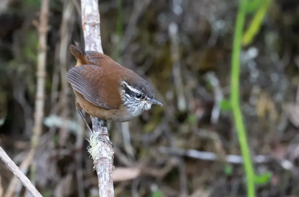 File:Henicorhina anachoreta 47021247.jpg