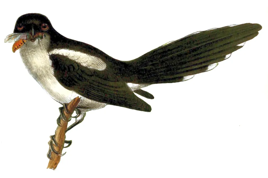 File:Lanius newtoni 2.jpg