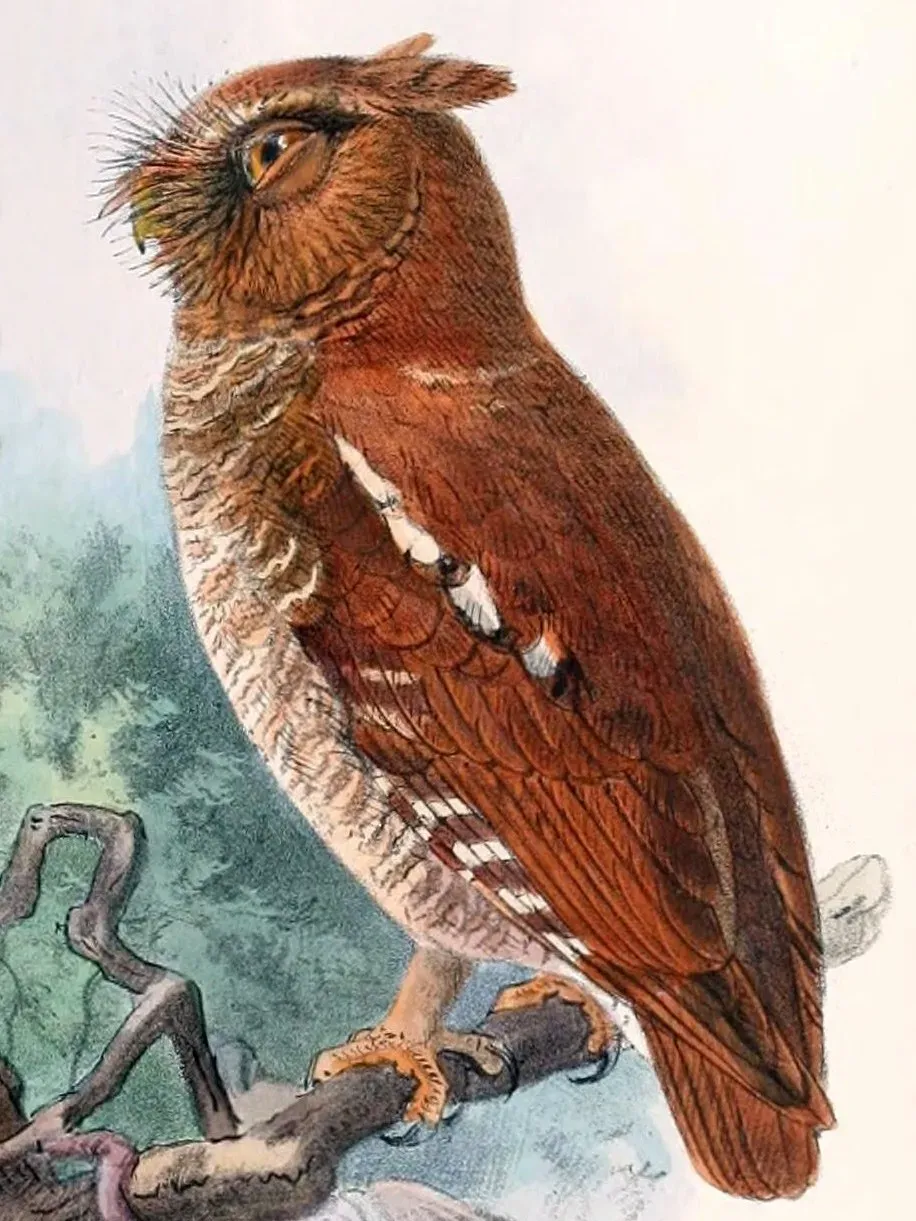 File:Otus alfredi 2.jpg