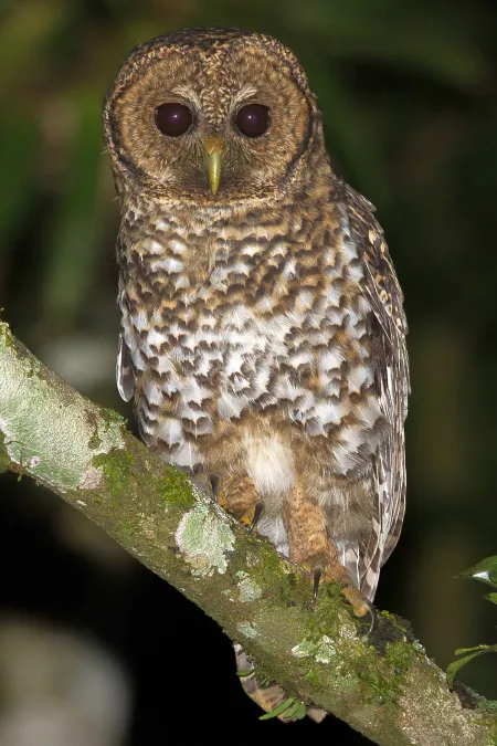 File:Coruja-listrada (Strix hylophila) no Parque Estadual Intervales 2.jpg