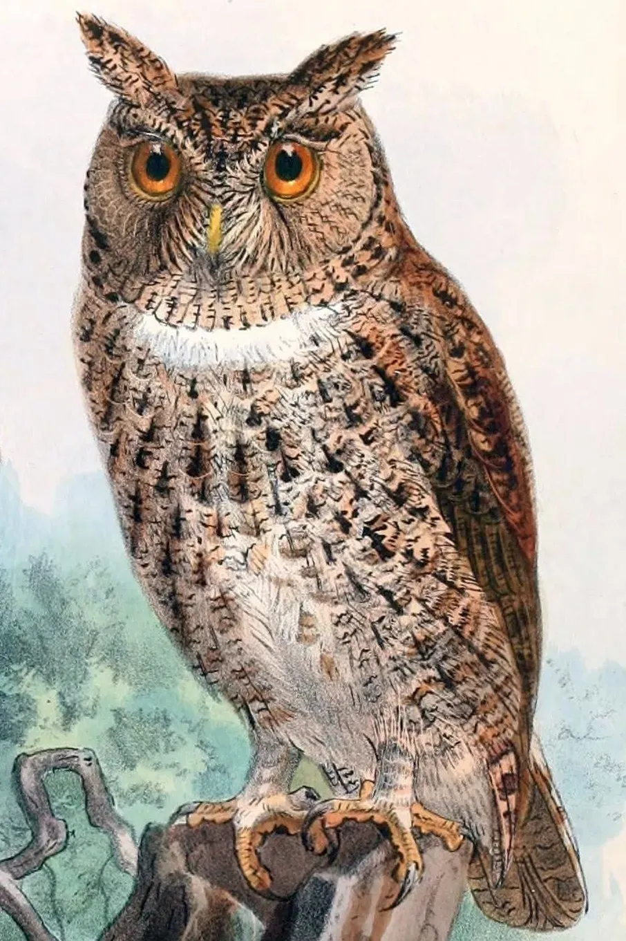 File:Otus silvicola 1897 2.jpg