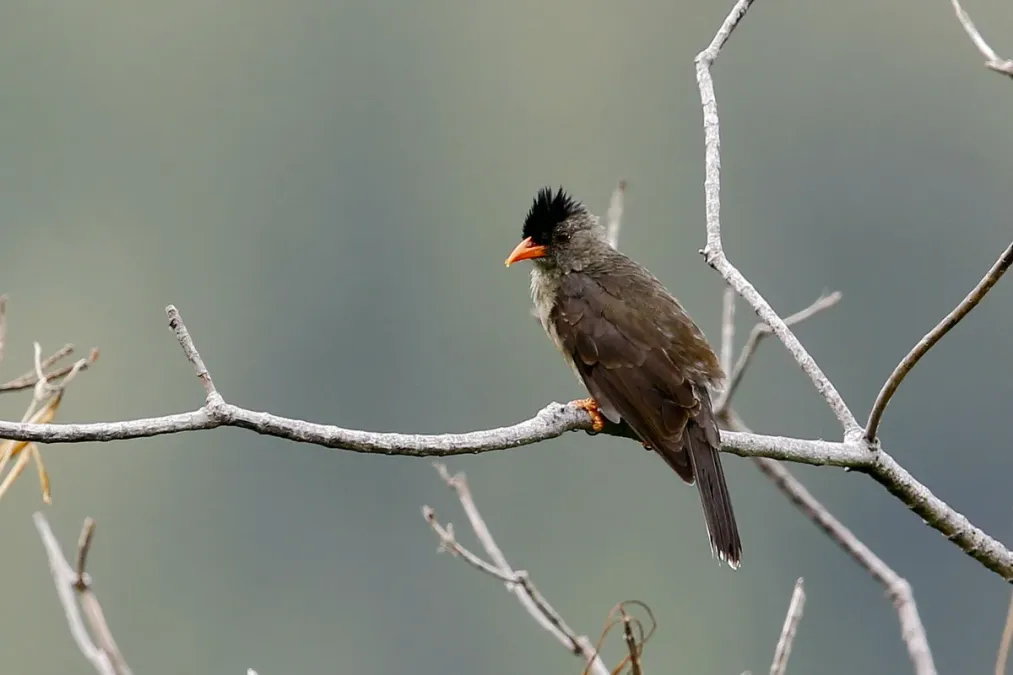 File:厚嘴短脚鹎-Seychelles Black Bulbul - Hypsipetes crassirostris 2.jpg