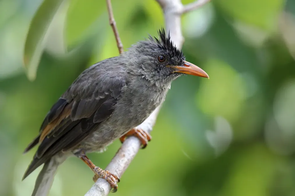 File:厚嘴短脚鹎-Seychelles Black Bulbul - Hypsipetes crassirostris.jpg