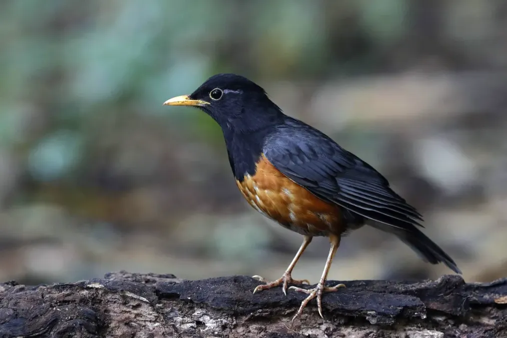 File:黑胸鸫 Male Black-breasted thrush, Turdus dissimilis.jpg