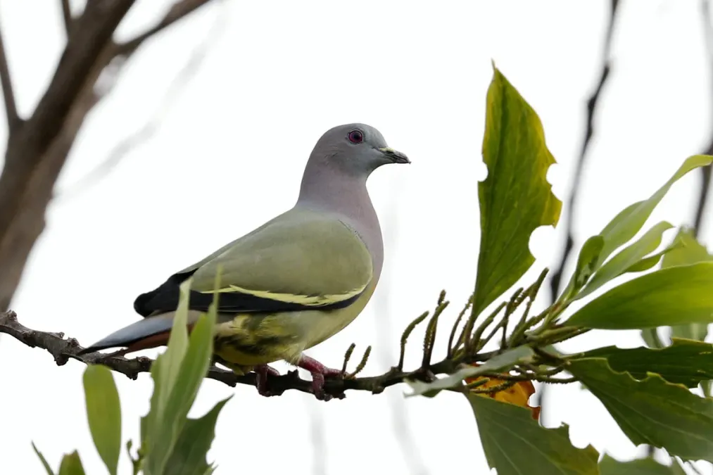 File:Pink-necked green pigeon (Treron vernans) 02.jpg