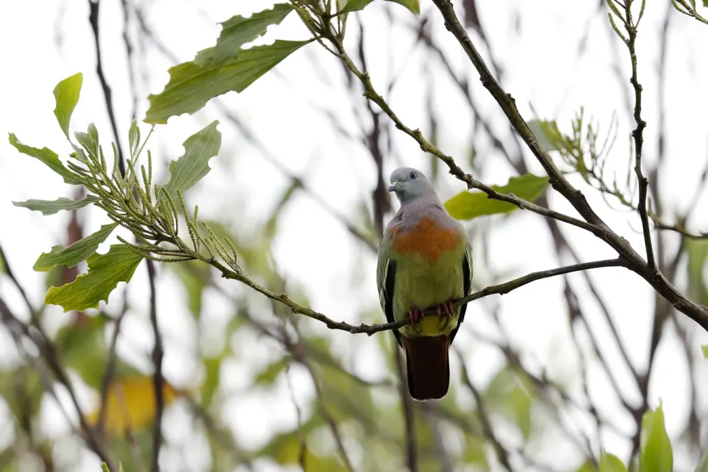 File:Pink-necked green pigeon (Treron vernans) 01.jpg