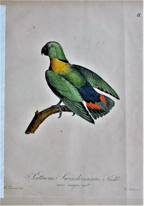 File:Agapornis swindernianus Conspectus Psittacorum.jpg