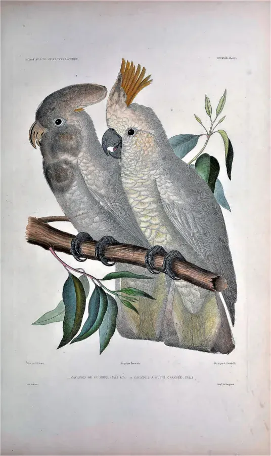 File:Cacatua ducorpsii Cacatua sulphurea Voyage au pole sud et dans Oceanie.jpg