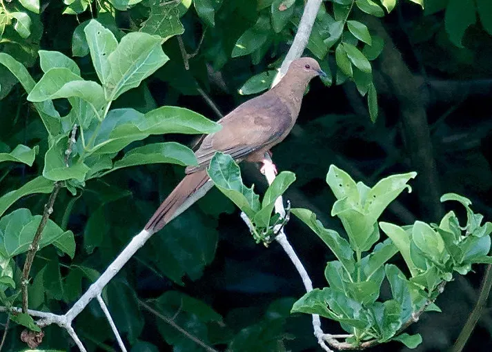 File:MacKinlay’s Cuckoo-Dove (Macropygia mackinlayi) (15716376852) (cropped2).jpg