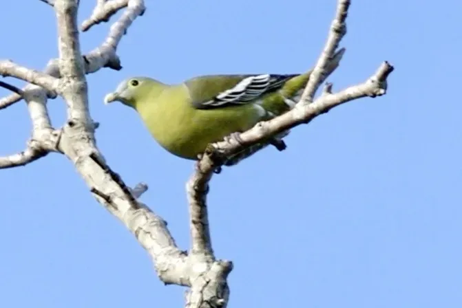 File:Grey-cheeked Green Pigeon (Treron griseicauda wallacei) (cropped).jpg