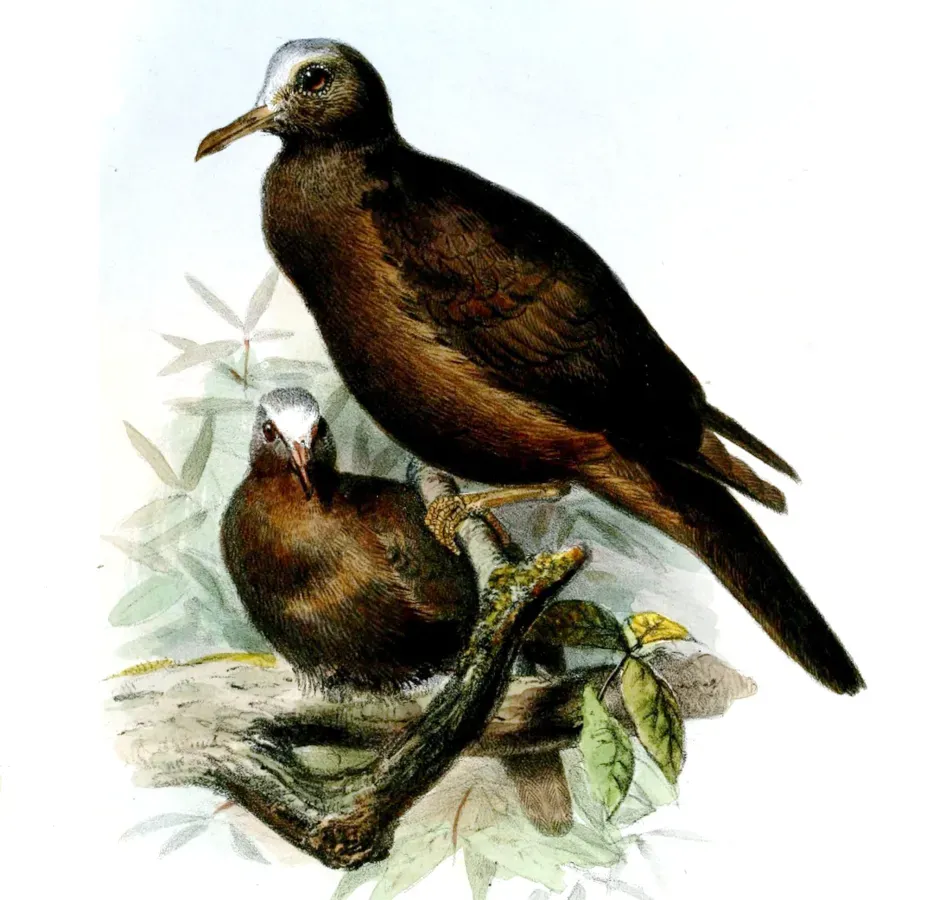 File:HenicophapsAlbifronsWolf (cropped).jpg