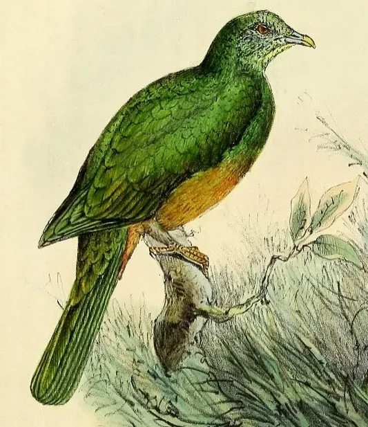 File:Ptilinopus bernsteinii (cropped).jpg