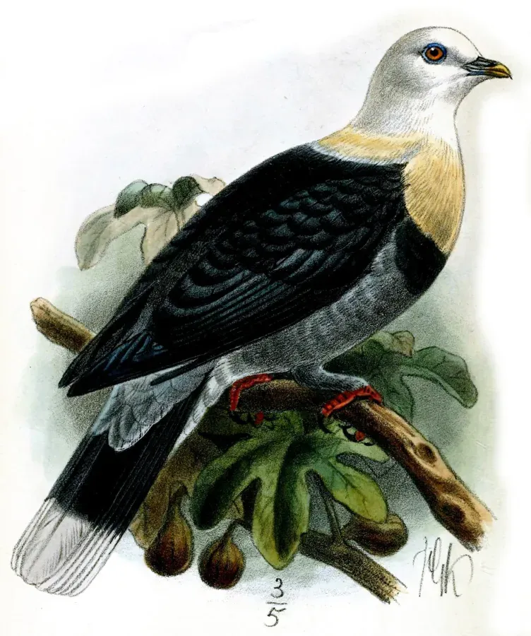 File:PtilinopusAlligatorKeulemans (cropped).jpg