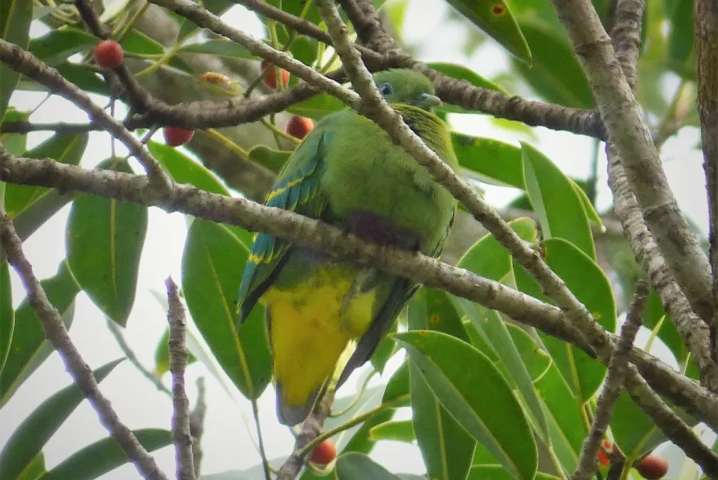 File:Dwarf Fruit Dove. Ptilinopus nainus (48694013797) (cropped).jpg