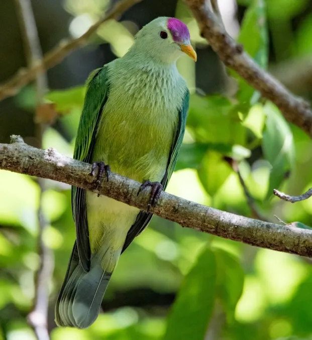 File:Ptilinopus chalcurus imported from iNaturalist photo 17248691 on 23 July 2019 (cropped).jpg