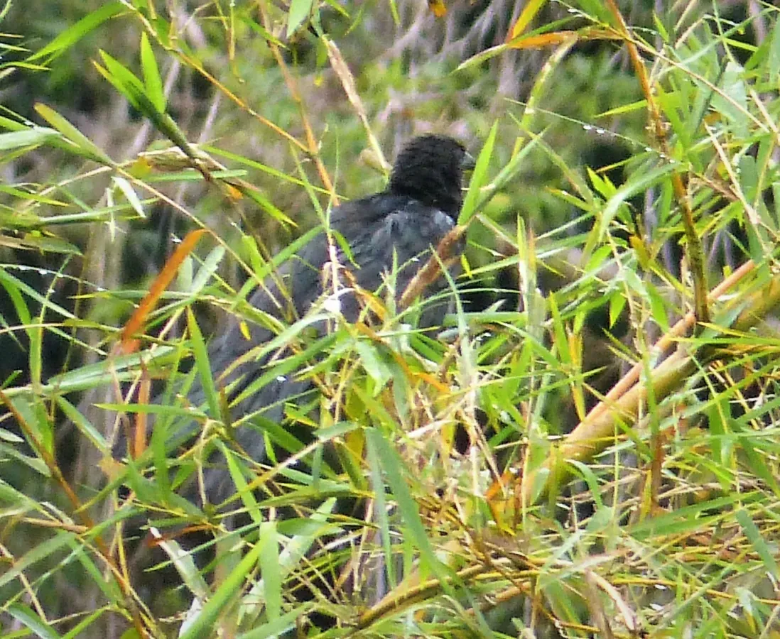 File:Lesser Black Coucal. Centropus bernsteini (48814736703) (cropped).jpg