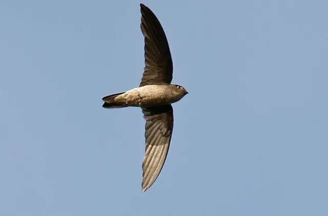 File:AerodramusMaximus.Wokoti (cropped).jpg