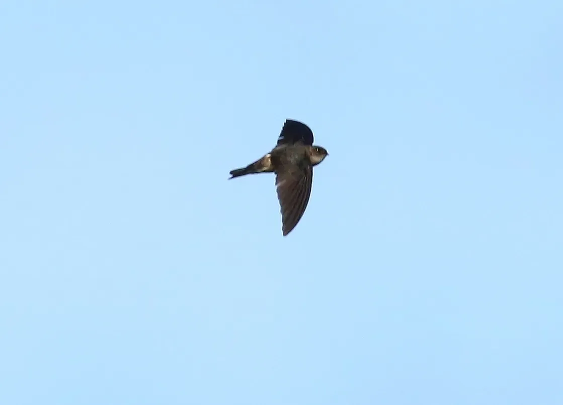 File:Aerodramus pelewensis imported from iNaturalist photo 39944193 on 14 January 2020 (cropped).jpg