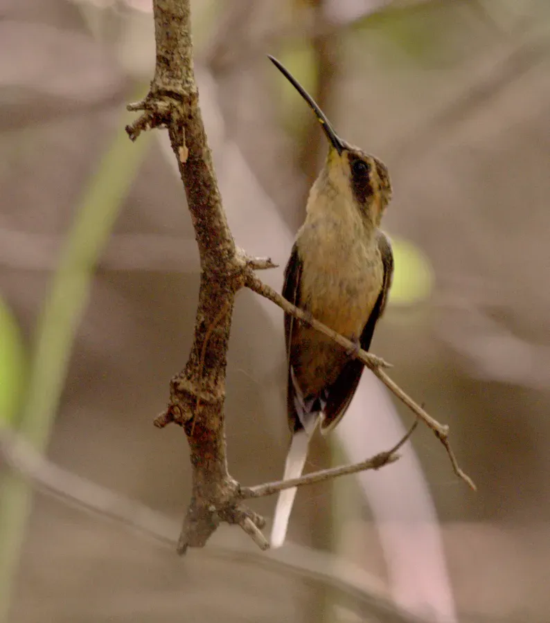 File:Phaethornis subochraceus (cropped).jpg