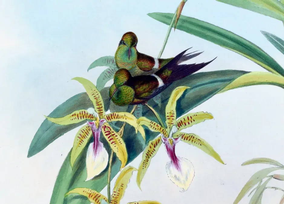 File:Discosura letitiae (cropped).jpg