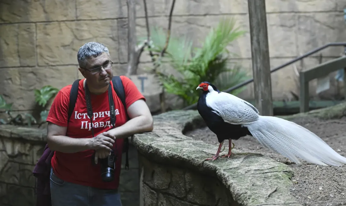 File:Kipiani Lophura nycthemera Niagara Bird Kingdom.jpg