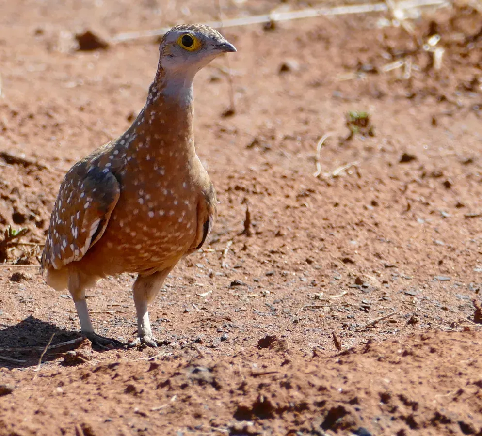 File:Burchell's Sandgrouse (Pterocles burchelli) male ... (50112270092).jpg
