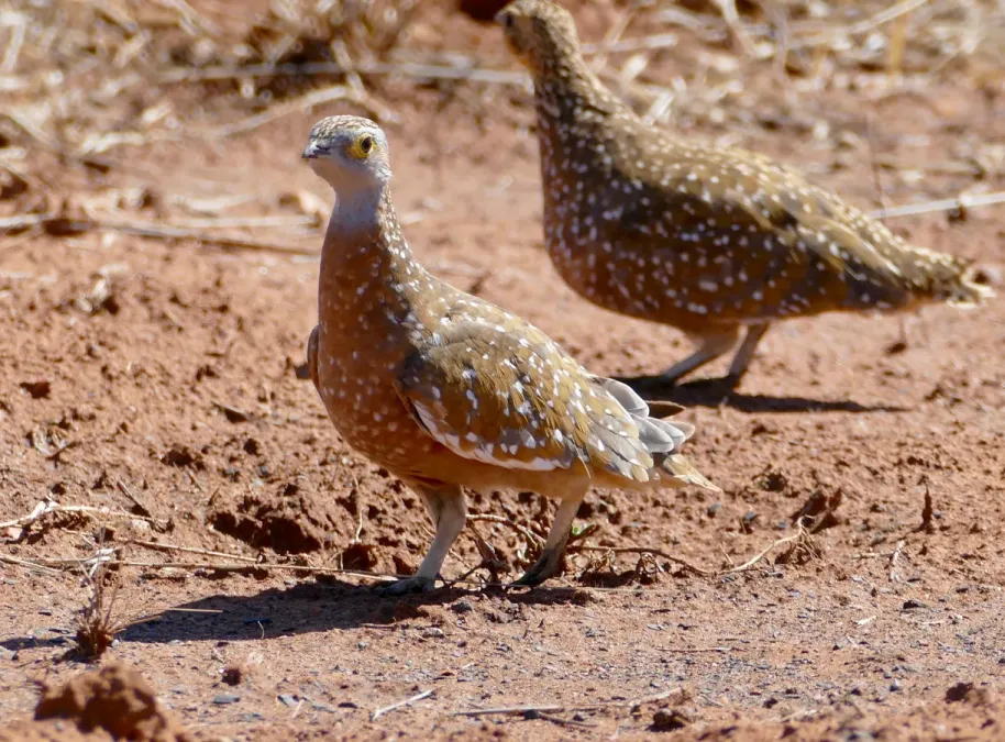 File:Burchell's Sandgrouses (Pterocles burchelli) couple (female behind) ... (50111453293).jpg