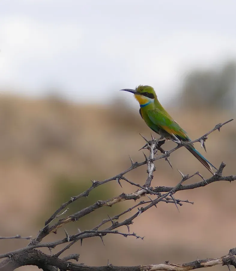 File:Swallow-tailed Bee-eater (Merops hirundineus) (50111646272).jpg